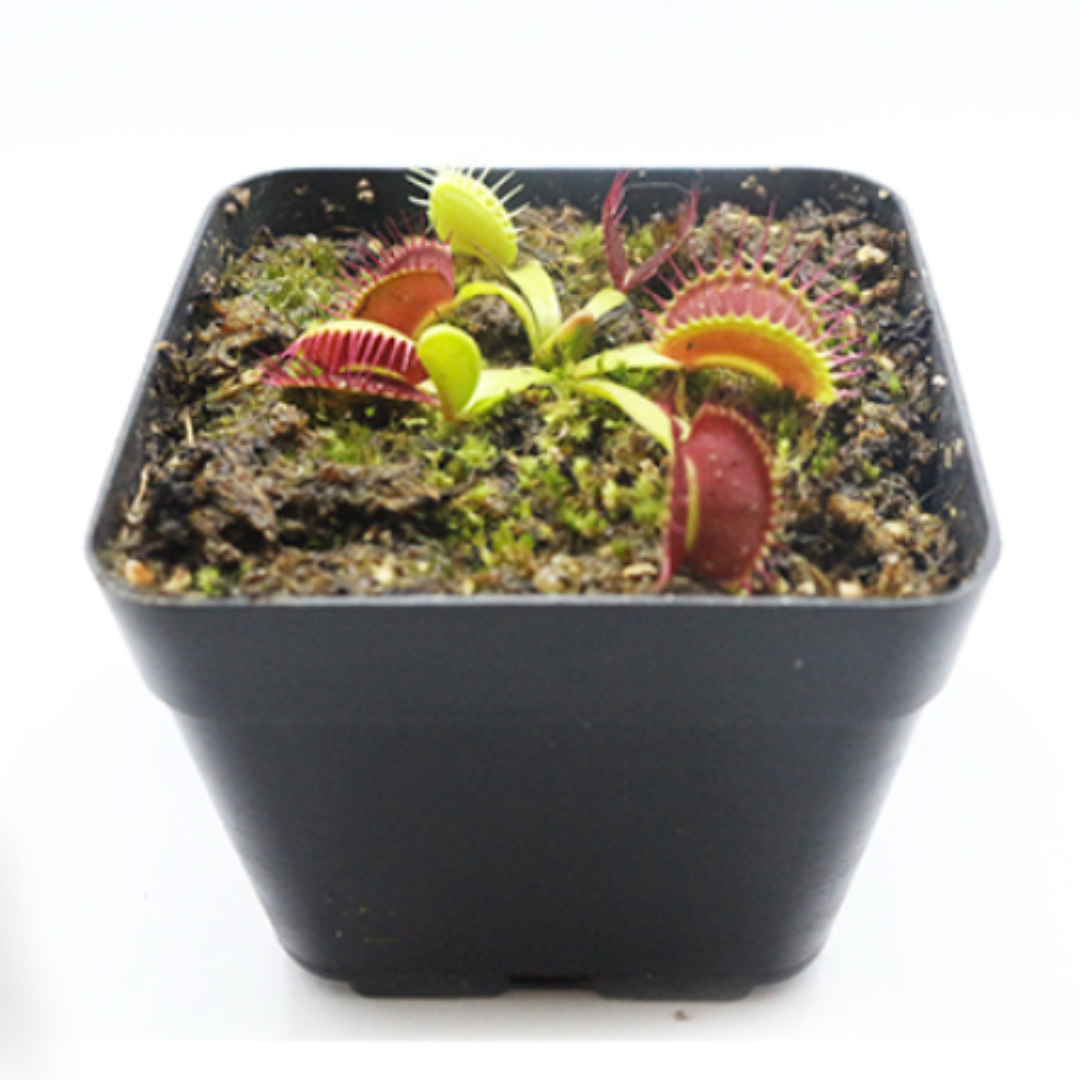 Vista 2 de PLANTA VENUS CARNÍVORA - TAMAÑO MATERA: P5 Cuadrada 5x5cm Planta Pequeña, TIPO DE PLANTA: Venus Verde Típica